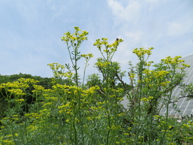 ■④IMG_4141●.JPG