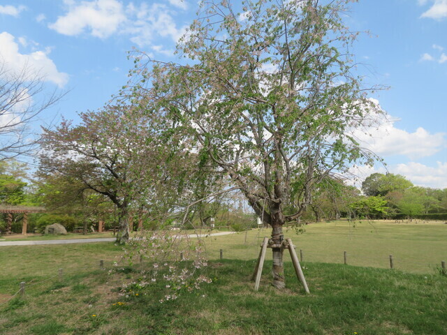 ●⑨IMG_4948.JPG